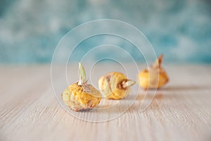 Flat lay bulbs of gladioli on a blue background and copy space