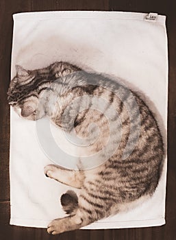 flat-lay with cat on towel