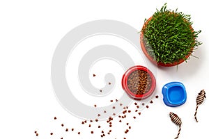 Flat lay composition with accessories for a cat isolated on white background. Pet care.