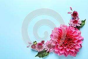 Flat lay composition with beautiful dahlia flowers and space for text