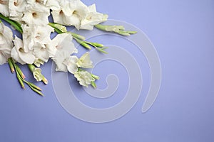 Flat lay composition with beautiful gladiolus flowers on color background