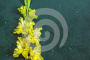 Flat lay composition with beautiful gladiolus flowers on dark green concrete background. Pattern of gladiolus with space for your