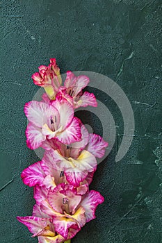 Flat lay composition with beautiful pink gladiolus flowers on dark green concrete background