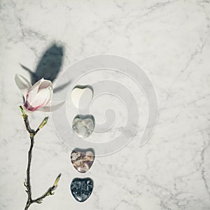 Flat lay composition with beautiful spring magnolia flowers and grey stones on white marble background. Relaxation and