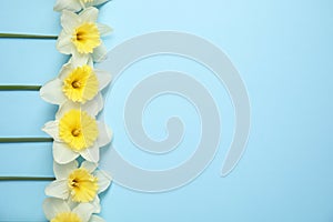 Flat lay composition with daffodils and space for text