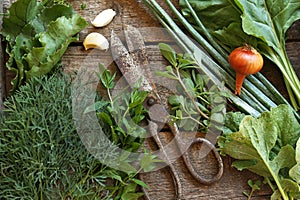 Flat lay composition with different herbs and rusty scissors on wooden table