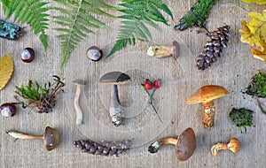 Flat lay composition of edible forest mushrooms