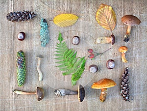 Flat lay composition of edible forest mushrooms, leaves and conkers