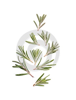 Flat lay composition with fresh green rosemary on white background