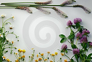 Flat lay composition from fresh wild herbs and flowers