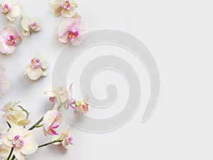 Flat lay composition with orchid flowers