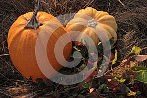 Flat lay composition with pumpkins on the dry grass, and autumn flower bouquet. Holidays Halloween Thanksgiving background.