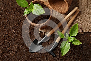 Flat lay composition with seedlings and gardening tools on soil