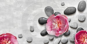 Flat lay composition with spa stones, pion pink flower on grey background