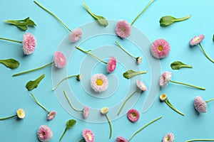 Flat lay composition with spring daisy flowers