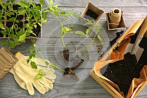 Flat lay composition with tomato seedlings and gardening accessories on wooden table