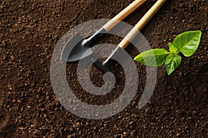 Flat lay composition with young plant and gardening tools on fertile soil