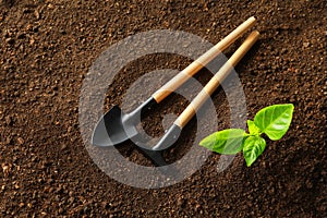 Flat lay composition with young plant and gardening tools on fertile soil