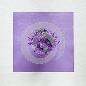 Flat lay concept with beautiful violet flowers on violett paper structure