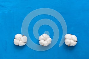 Flat lay cotton flowers in a row on a blue painted background. View from above, copy space