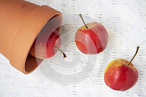 Flat lay of crabapples on a white background