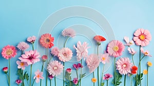 Flat lay creative illustration concept of fresh field Spring flowers on pastel blue background. Beautiful pink bloomed flowers.