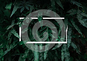 Flat lay, Creative layout dark green leaves texture background with white square frame. Empty free space for design creative text,
