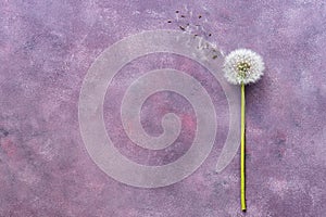 Flat lay dandelion on an abstract purple background. Flower minimalism.