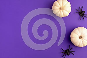Flat lay of decoration white small Halloween pumpkin template and black horror spiders on vibrant purple background on right with