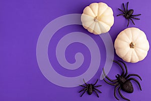 Flat lay of decoration white small Halloween pumpkin template and black horror spiders on vibrant purple background on right with