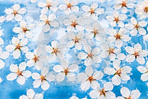 Flat lay of floating wild cherry white flowers with drops on the surface of water, light blue background. Selective soft focus