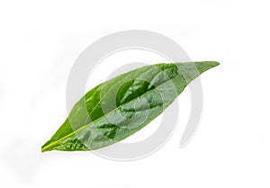 Fresh Andrographis paniculata leaf