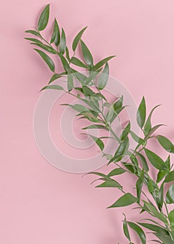 Flat lay the green branch lies diagonally across the frame on a pink background. Minimalistic composition