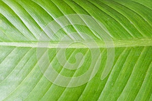 flat lay of green leaf with strip pattern texture in summer