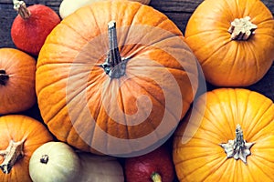 Flat lay, lots of different sorts of Pumpkins