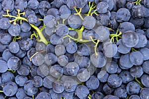 Flat lay, a lots of organic blue grapes, concept wine, crop and juice.