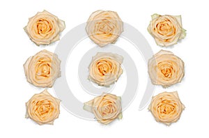 Flat lay of nine beautiful roses