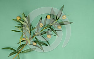 Flat lay. Olive branch with leaves with green olives on a green background. Healthy food Mediterranean diet. Pattern, background, photo