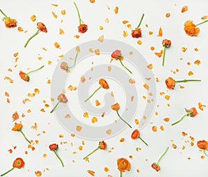 Flat-lay of orange buttercup flowers over white background, top view