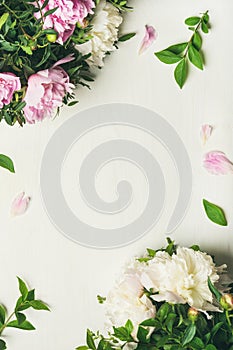 Flat-lay of peony flowers over white background, copy space