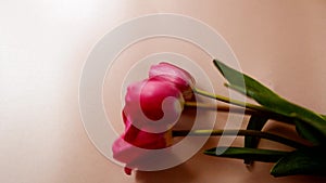 Flat lay pink background, beautiful red tulips. Flower sales concept