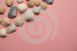 Flat lay of pipi seashells