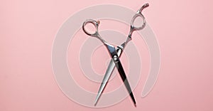 Flat lay of professional hair cutting shears in the centre of the frame on bright pink background. Hairdresser salon equipment