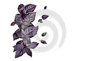 Flat lay of red basil leaves