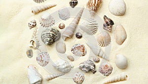 Flat lay of seashells on white sand background, concept of beach vacation, top view with copy space