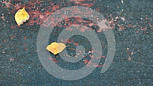 Flat lay shot of a ground with dry leaves on the ground