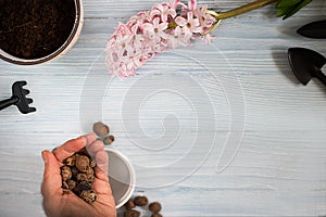 Flat lay of spring garden preparations. Hyacinth flowers and vintage tools on table, top view. Seasonal hobby at home. Selective