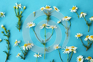 Flat lay spring and summer white chamomile flowers with green stems on blue background from top view. Floral pattern