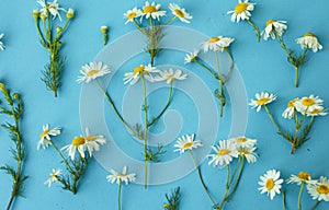 Flat lay spring and summer white chamomile flowers with green stems on blue background from top view. Floral pattern