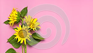 Flat lay Sunflower natural background. Beautiful fresh yellow sunflower with green leaves on pink background top view copy space.